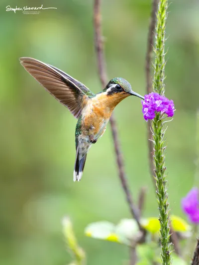 Hummingbirds of Costa Rica